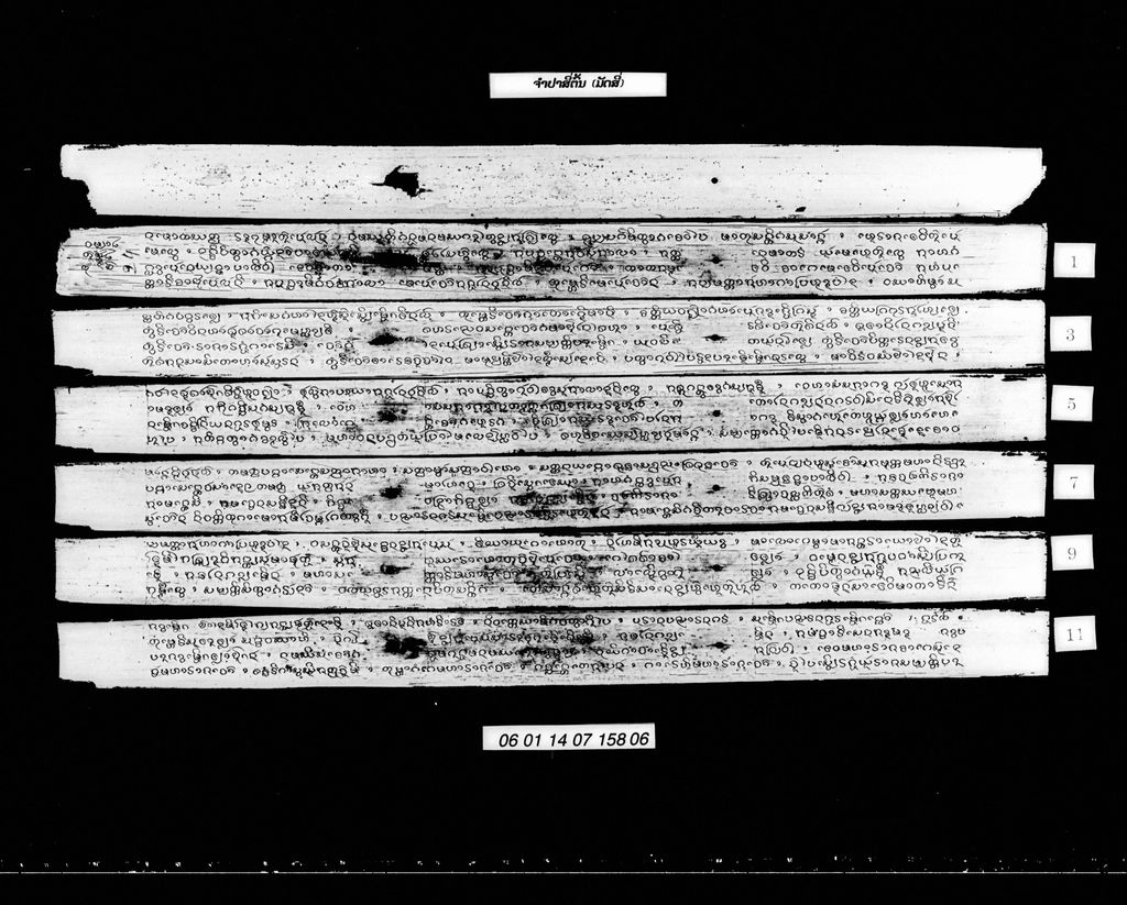 ຈຳປາສີ່ຕົ້ນ (ມັດ4)