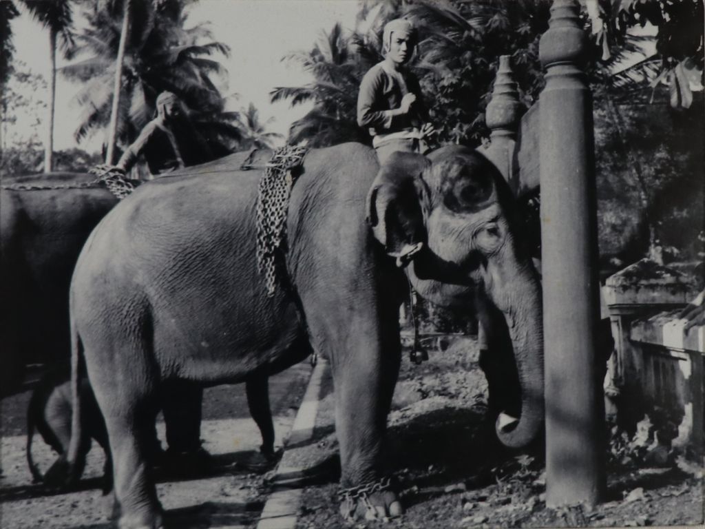 ຮູບ​ພ​າບຂາວດຳ  ຂະບວນຊ້າງຮຽງເກີຍ ທີ່ວັດໃໝ່ ປີ1953