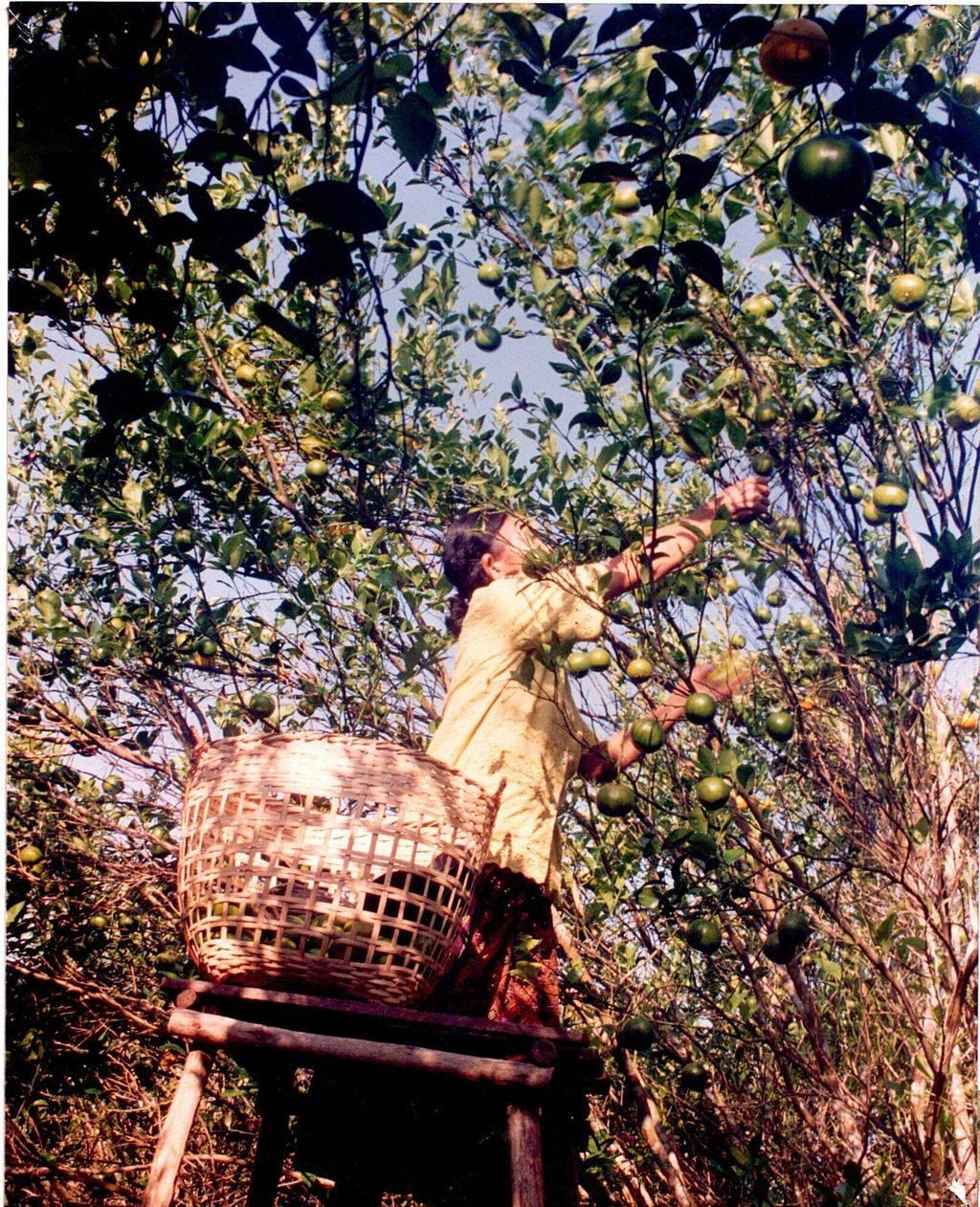 ຄົນ​ກຳ​ລັງ​ເກັບ​ໝາກ​ກ້ຽງ