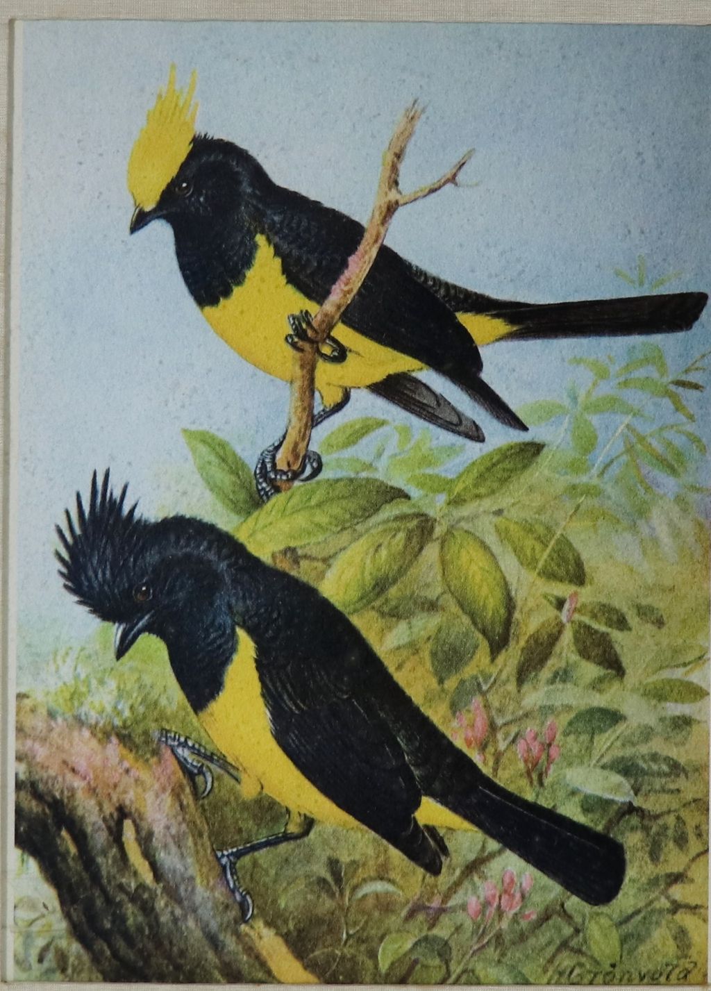 ຮູບ​ພ​າບສີ ຮຸບພາບນົກສອງໂຕແຕ້ມດ້ວຍສີ ປີ 1927