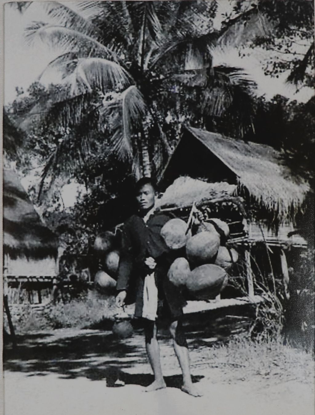 ຮູບ​ພ​າບຂາວດຳ ຊາວນາກຳລັງຫາບໝາກພ້າວ ປີ1951