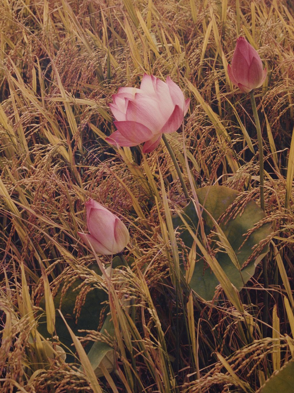 ດອກ​ບົວ​ໃນ​ຍາມ​ເຊົ້າ