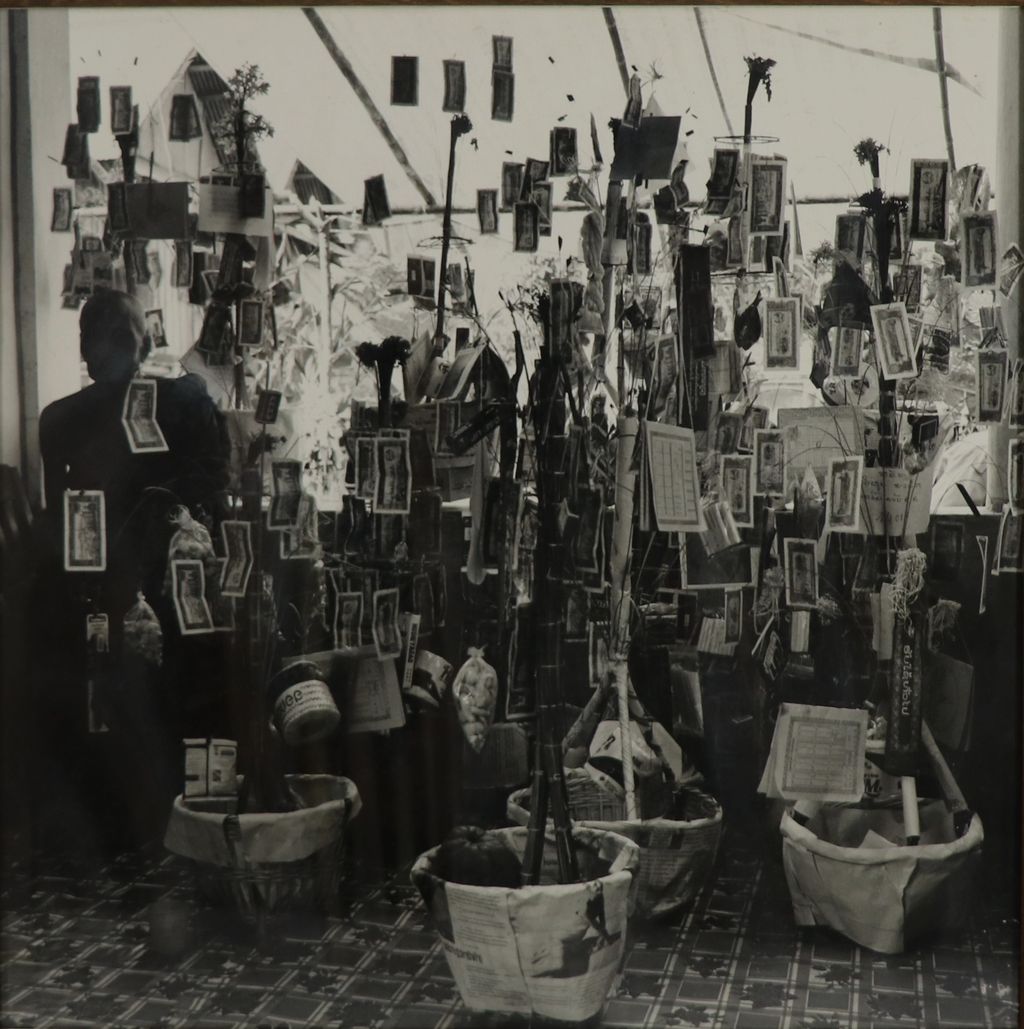 ຮູບຂາວດໍາຕົ້ນກະຖິນເງິນ