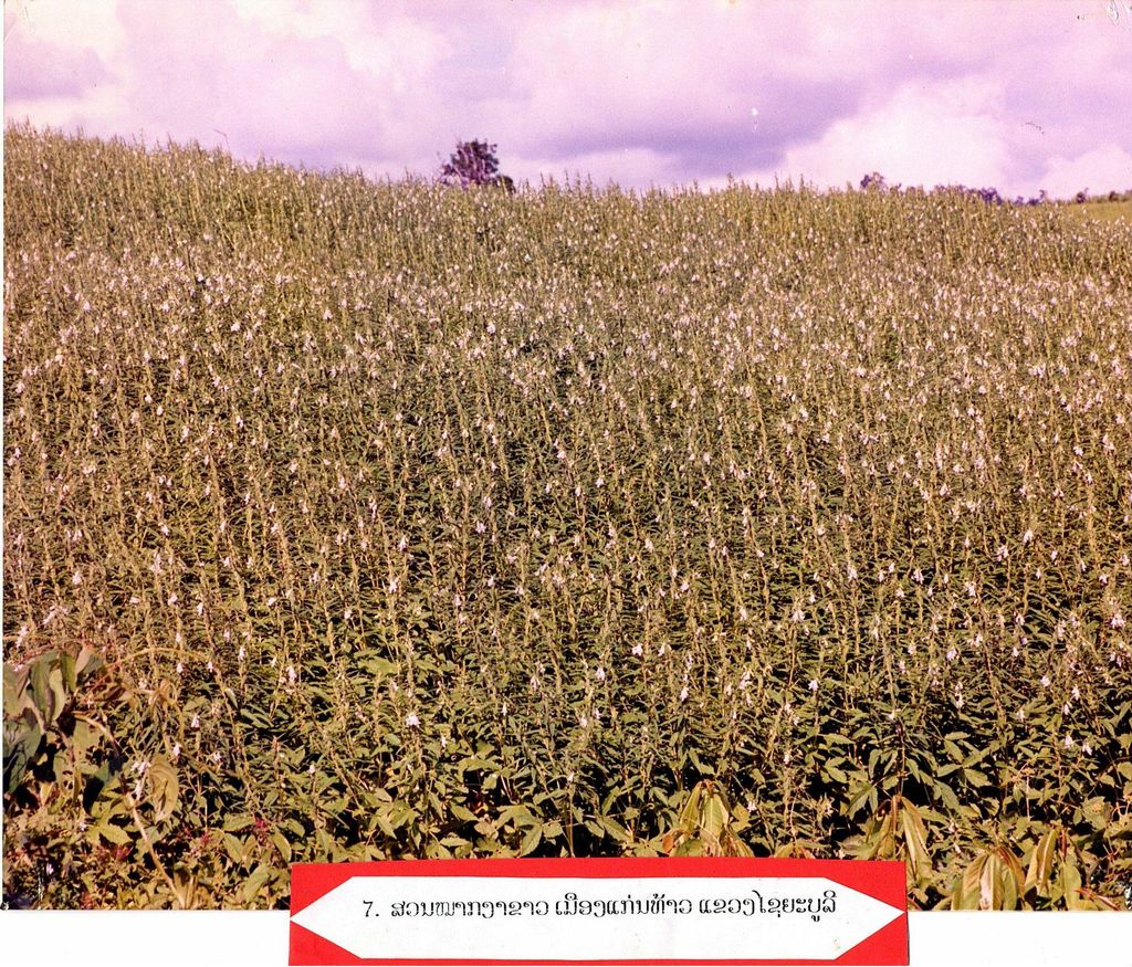 ສວນ​ໝາກ​ຫງາ​ຂາວ ​ເມືອງ​ແກ່ນ​ທ້າວ ​ແຂວງ​ໄຊ​ຍະ​ບູ​ລີ