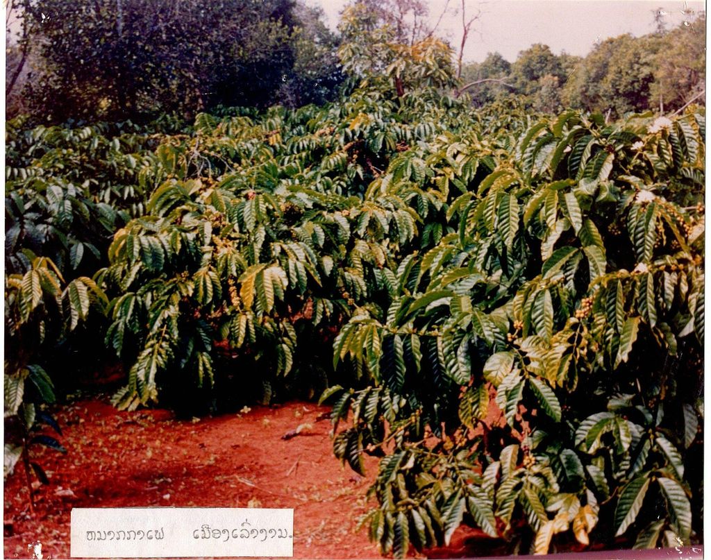 ໝາກກາເຟເມືອງເລົາງາມ