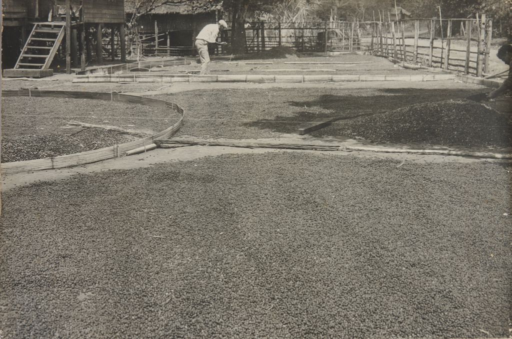 ໝາກກາເຟເປັນສີນຄ້າສົ່ງອອກ