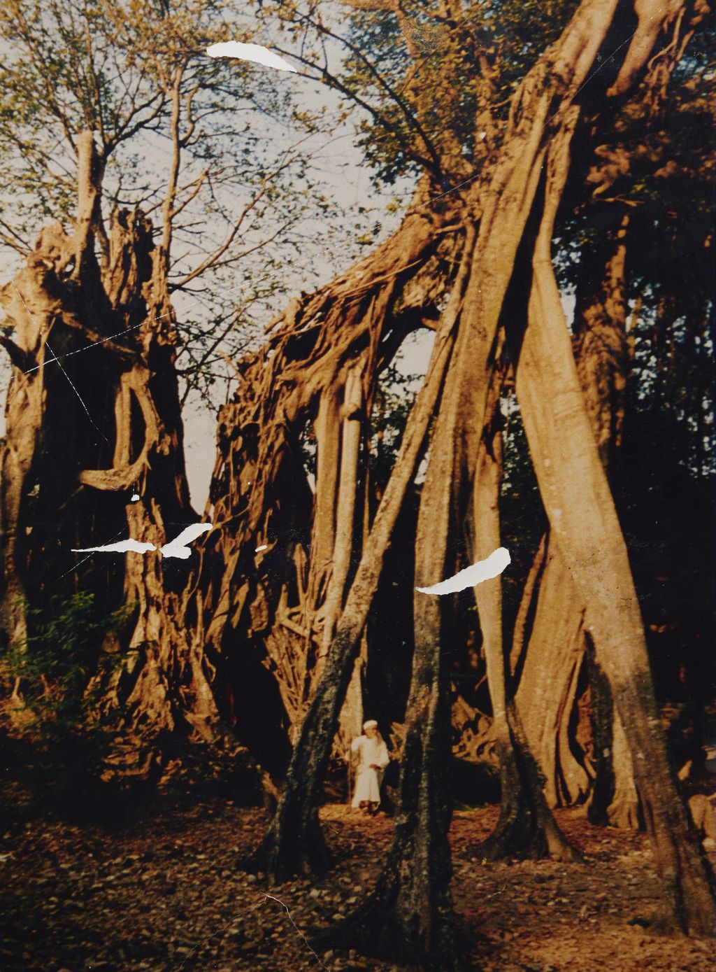 ແຫຼ່ງ​ກຳ​ເນີດ​ຕົ້ນ​ໄມ້​ບູ​ຮານ ແລະ ພໍ່​ເຖົ້າ